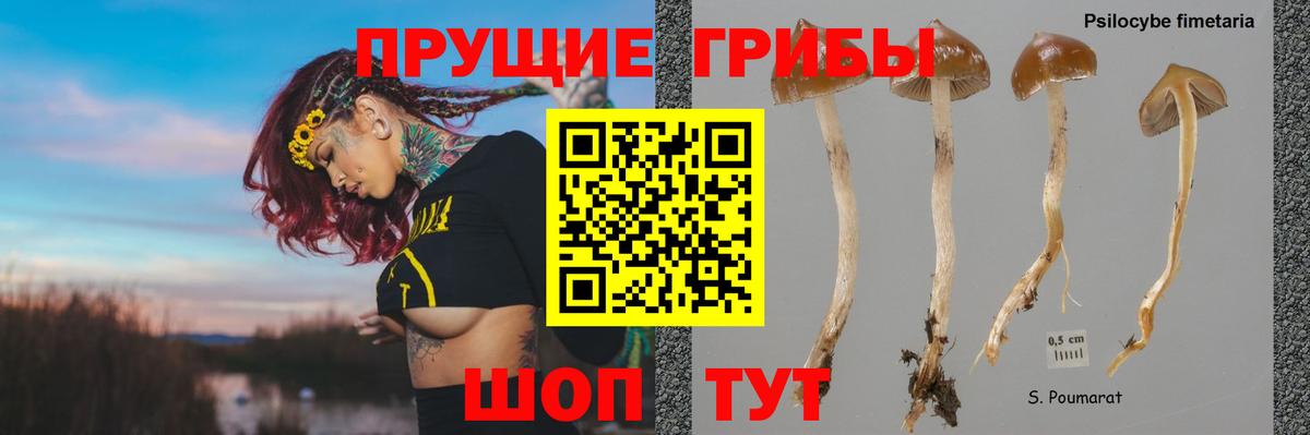 Псилоцибиновые грибы Cubensis  Вход с VPN  Кохма  Галлюциногенные грибы Magic Shrooms 